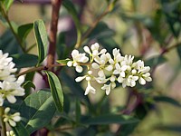 Troène, ligustrum vulgare