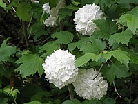 Viorne obier, viburnum opulus