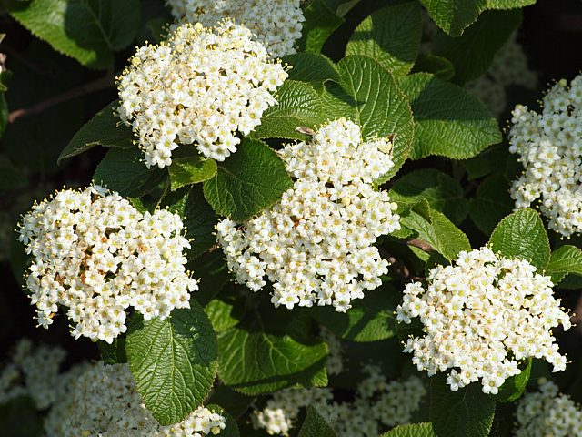 Viorne lantane, viburnum lantana