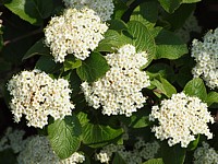 Viorne lantane, viburnum lantana