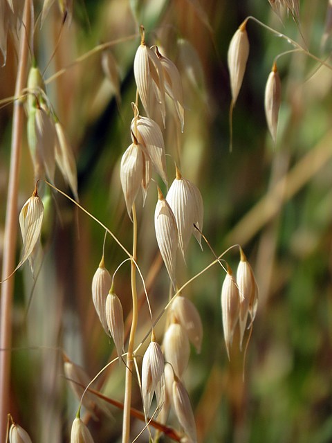 Avoine, avena sativa