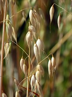 Avoine, avena sativa