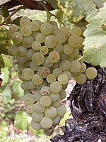 Grappe de Chasselas