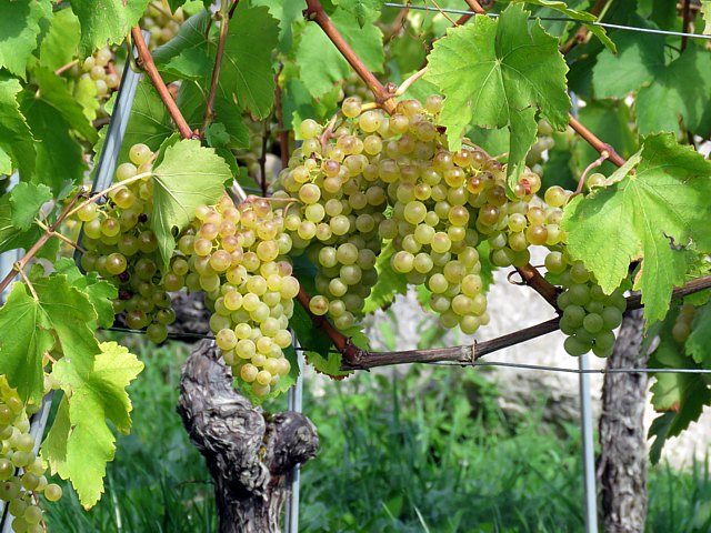 Grappes de chasselas
