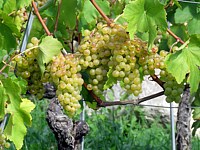 Plants de chasselas