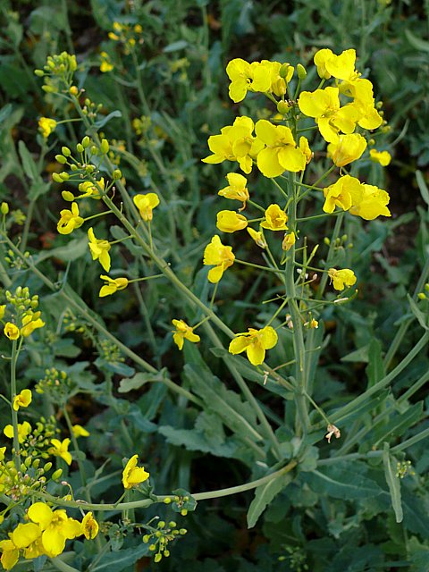 Fleurs de colza