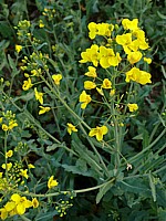 Colza en fleurs