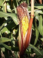 Maïs, zea mays