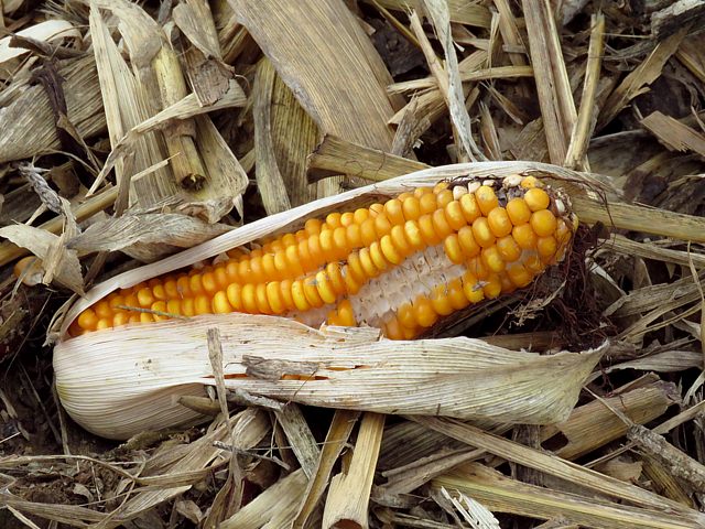Mas, zea mays
