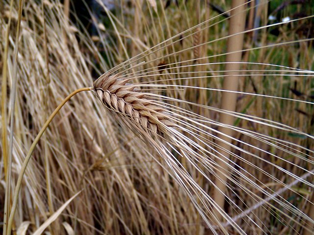 Orge commune, hordeum vulgare