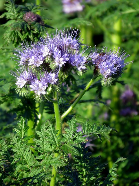 Phaclie, phacelia tanacetifolia