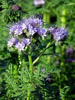 Phacélie, phacelia tanacetifolia