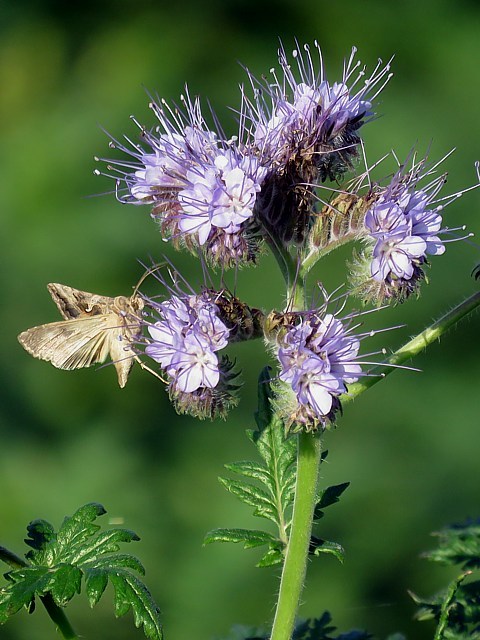 Phaclie, phacelia tanacetifolia