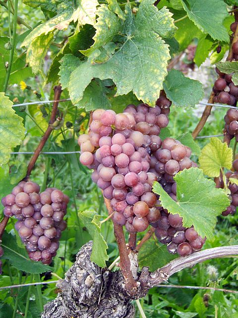 Grappe de Pinot gris