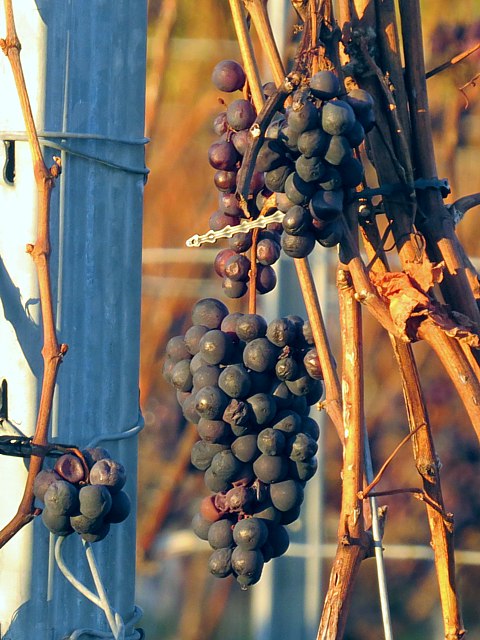 Pinot gris