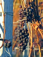 Grappe de Pinot gris en hiver
