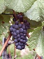 Grappe de Pinot noir