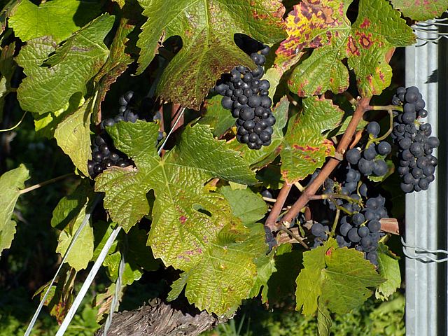 Grappes de pinot noir