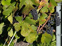 Plants de pinot-noir