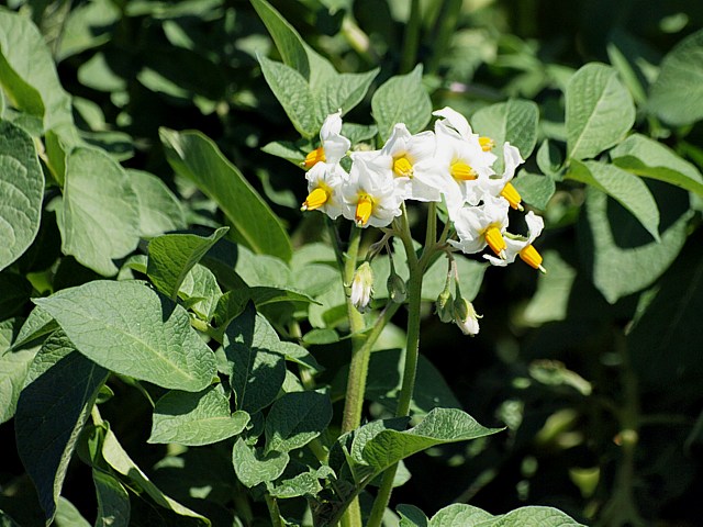 Pomme de terre - solanum tuberosum