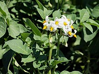 Pomme de terre, solanum tuberosum