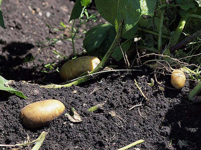 Pomme de terre - solanum tuberosum