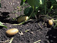 Pomme de terre, solanum tuberosum