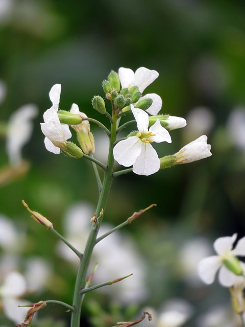 Radis fourrager, raphanus sativus