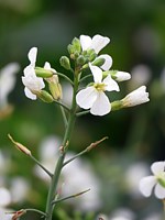 Radis fourrager, raphanus sativus