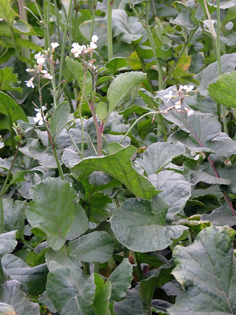 Radis fourrager, raphanus sativus