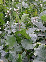 Radis fourrager, raphanus sativus