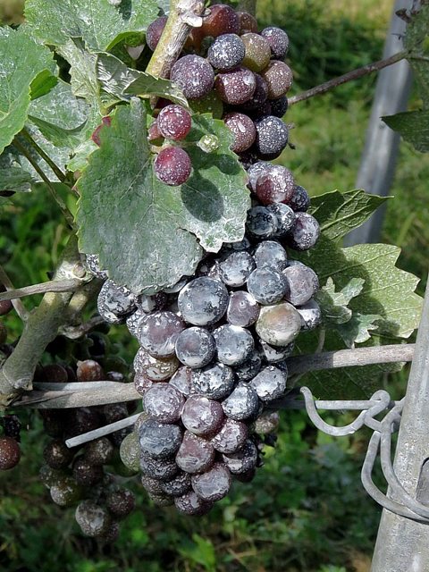 Pinot noirtrait
