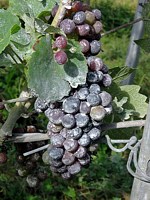 Grappe traitée