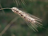 Seigle
