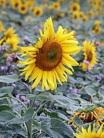 Tournesol, helianthus annuus