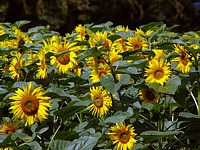 Tournesol, helianthus annuus