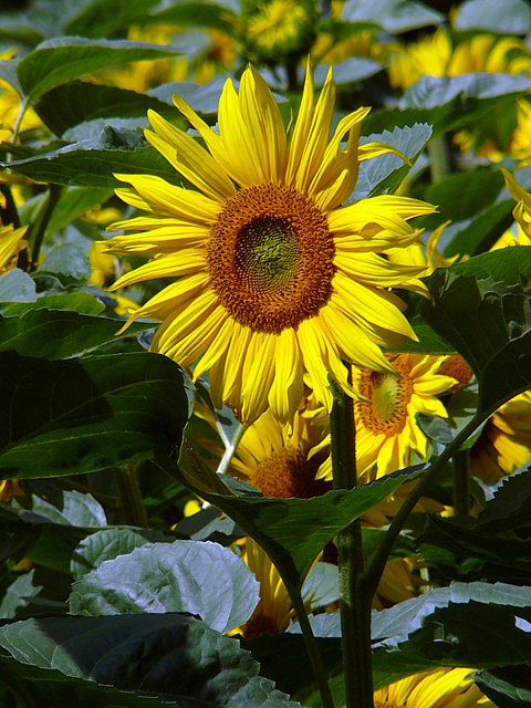 Tournesol, helianthus annuus