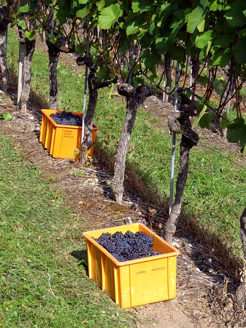Rcolte du pinot noir