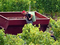 Vendanges