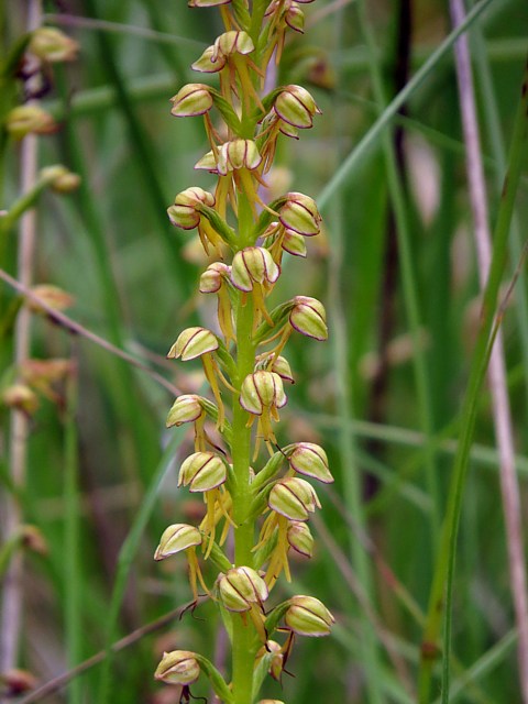 Acras ou Homme-pendu - orchis anthropophora