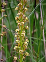 Acéras ou Homme-pendu, orchis anthropophora