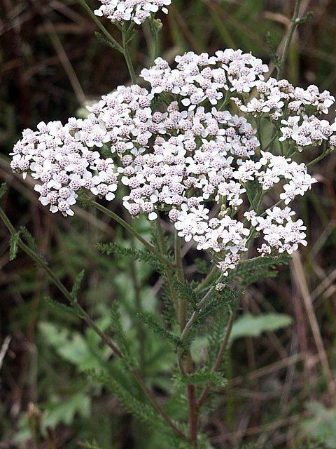 Achille millefeuille, achillea millefolium