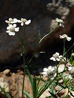 Achillée ptarmique, achillea ptarmica