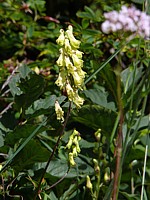 Aconit tue-loup, aconitum vulparia