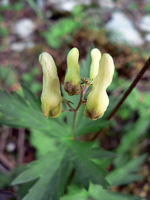 Aconit tue-loup, aconitum vulparia
