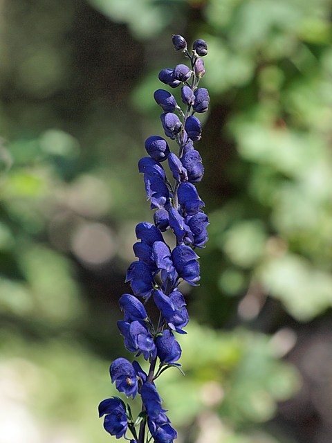 Aconit napel - aconitum napellus