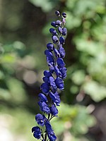 Aconit napel, aconitum napellus