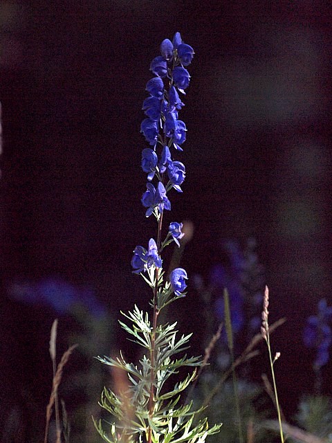 Aconit napel - aconitum napellus