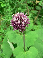 Adénostyle à feuilles d'alliaire, adenostyles alliairiae