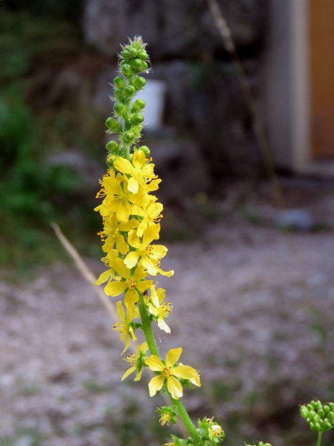 Aigremoine eupatoire, agrimonia eupatoria